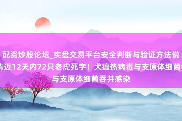 配资炒股论坛_实盘交易平台安全判断与验证方法说明 泰国清迈12天内72只老虎死字!犬瘟热病毒与支原体细菌吞并感染